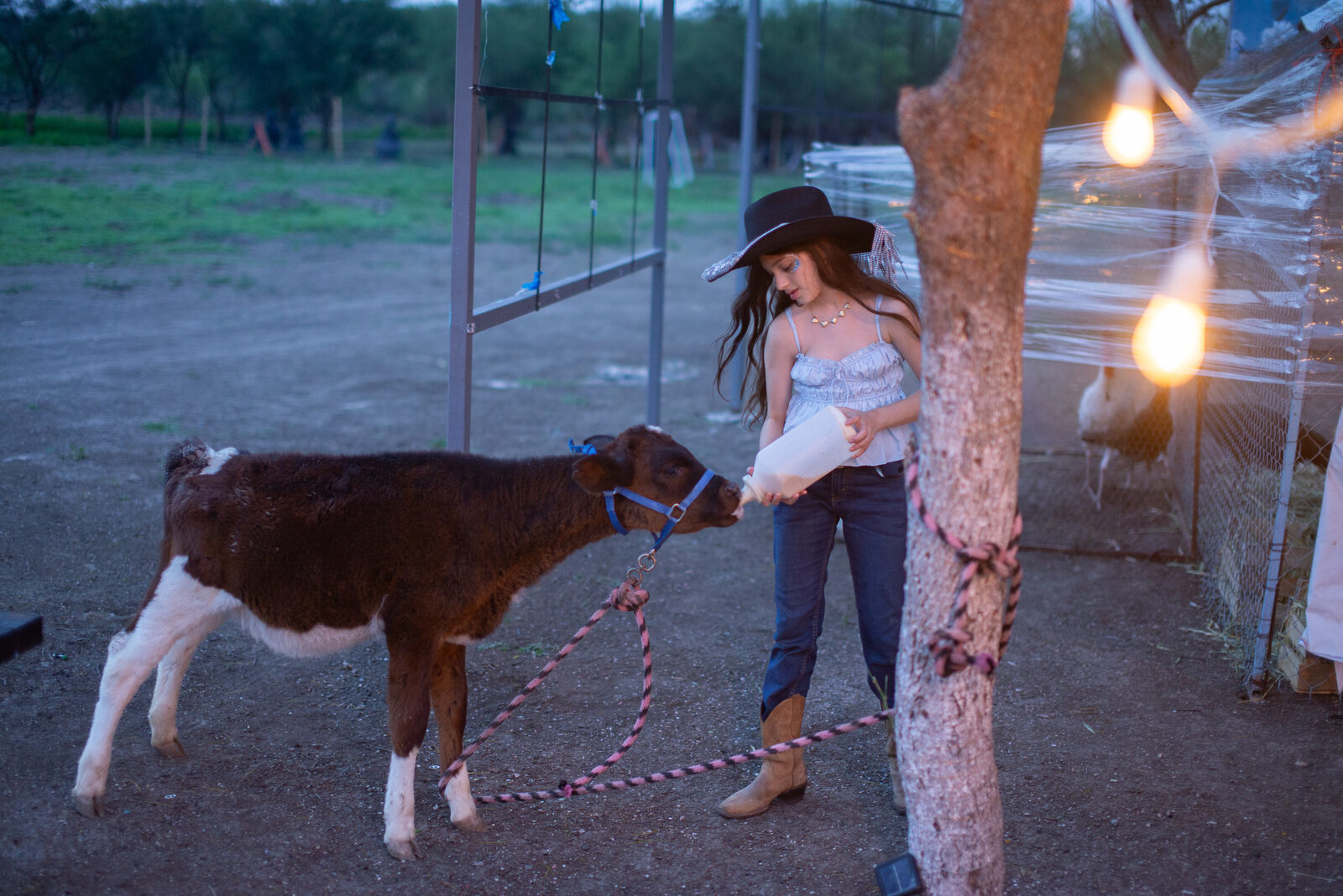 Niña alimentando un becerro en la granjita de Ciudad Norte al atardecer